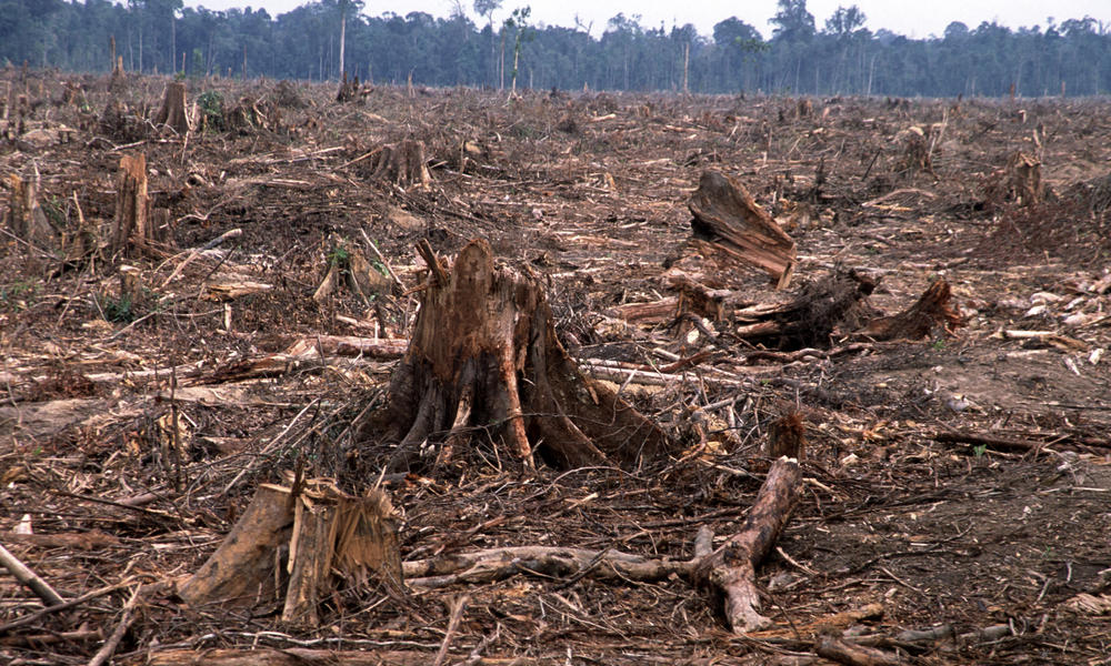 Un esempio di deforestazione