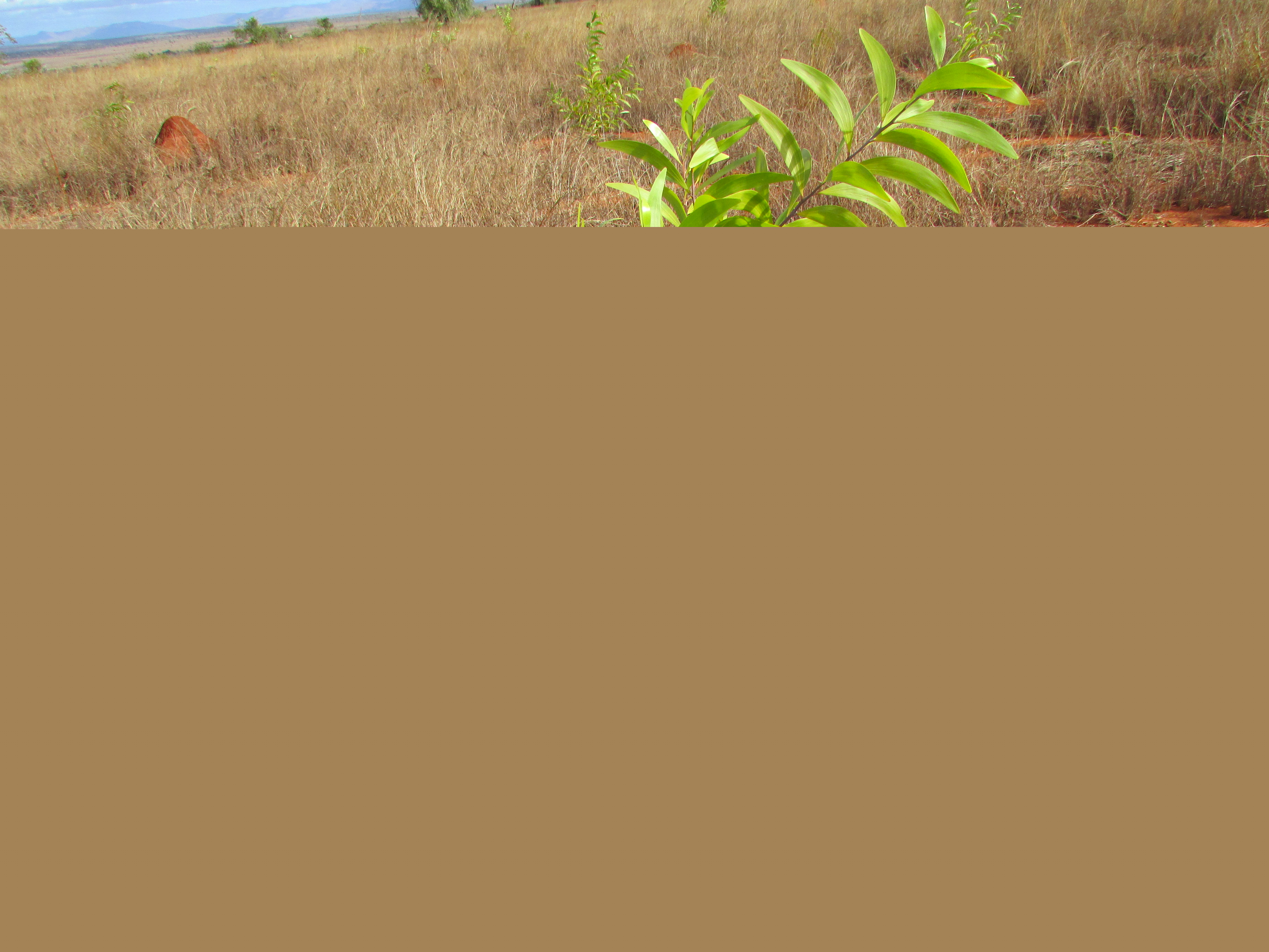 Un esempio di riforestazione in Madagascar