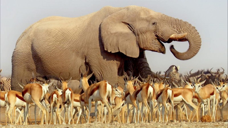 La ricchezza dell'Africa