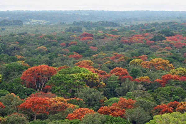 La foresta del Congo