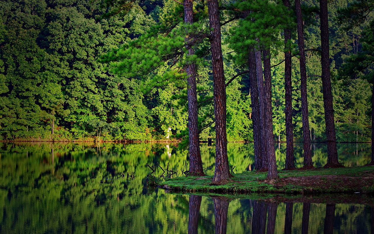La foresta Amazzonica Foresta Amazzonica