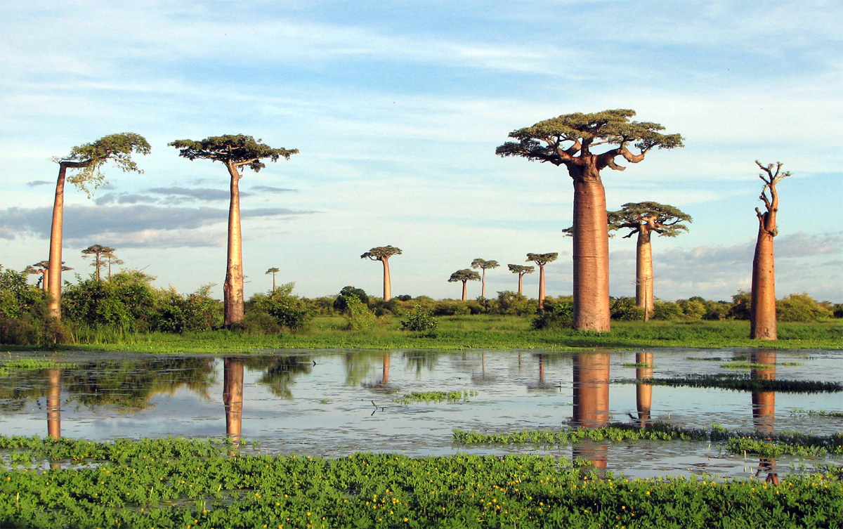 Una foresta di Baobab (Madagascar) Foresta di Baobab