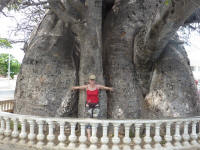 Daniela baobab Majanga Madagascar