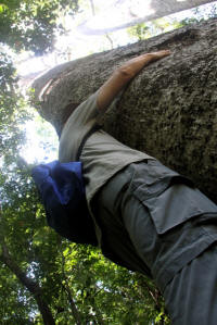 Roberto Baobab Madagascar