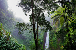 amazzonia pluviale