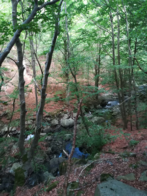 bosco appennino