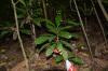 “cafecillo” (Erythrochiton gymnanthus).