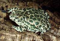 bufo viridis