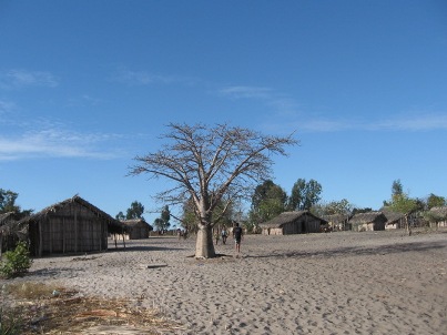 Baobab Mahajanga