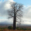 Albero di Baobab
