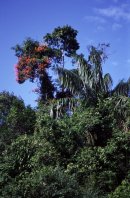 foresta