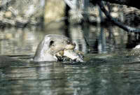 lontra1.jpg