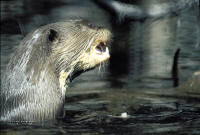 lontra3.jpg