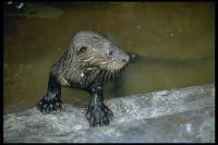 lontra4.jpg