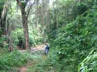 foresta di perico