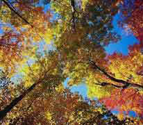 alberi
