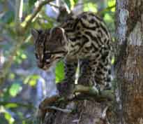 ocelot