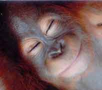 orangutan