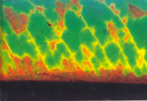 foglia colorata