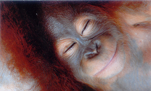 Orangutan